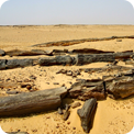 6- الغابة المتحجرة