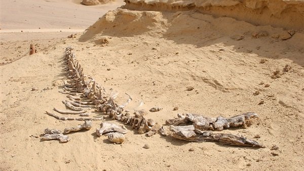 استكشف وادي الحيتان