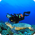 Diving 