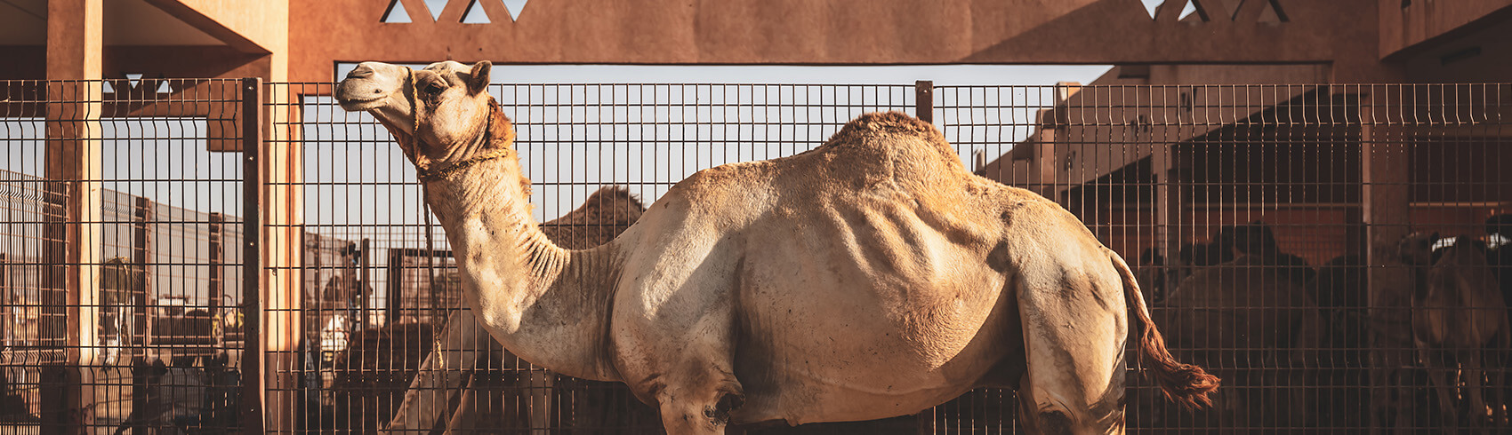 Nature and Wildlife in Abu Dhabi