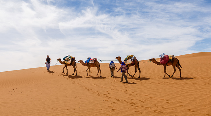 3 Hour Camel Trekking Tour in Abu Dhabi