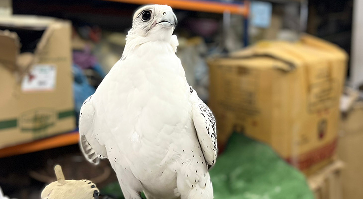 Falcons for delivery, order now! 