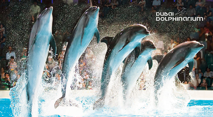 Dubai Dolphinarium Entry Ticket for Dolphin & Seal Show