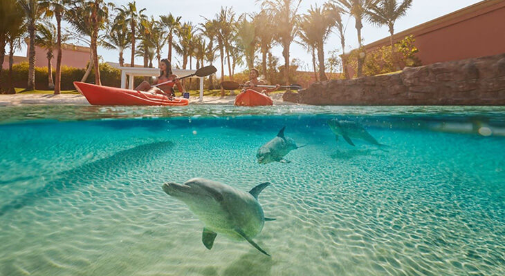 Dolphin Kayak Tour in Atlantis Dubai