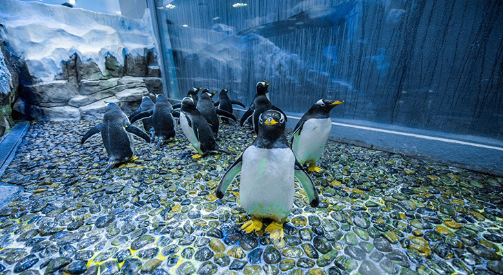 تذكرة دخول دبي أكواريوم وحديقة الحيوانات المائية بنجوين كوف