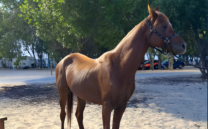 40-Minute Horseback Ride by the Sea at Half Moon Beach – Maysan Stable