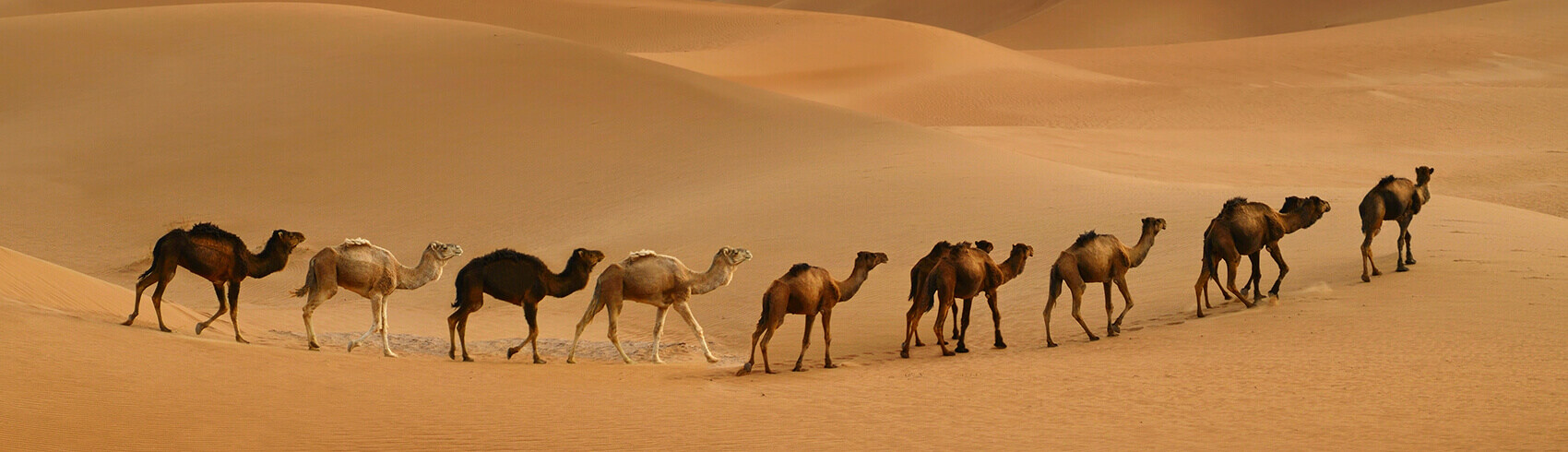 Desert Safari in Riyadh