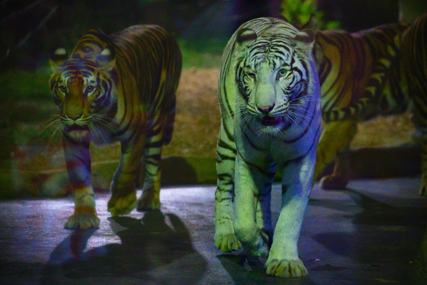 All Day Pass Ticket to Chiang Mai Night Safari with 32% Off | Ootlah