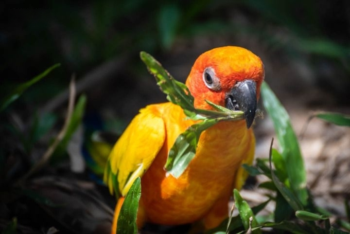 All Day Pass Ticket to Chiang Mai Night Safari with 32% Off | Ootlah